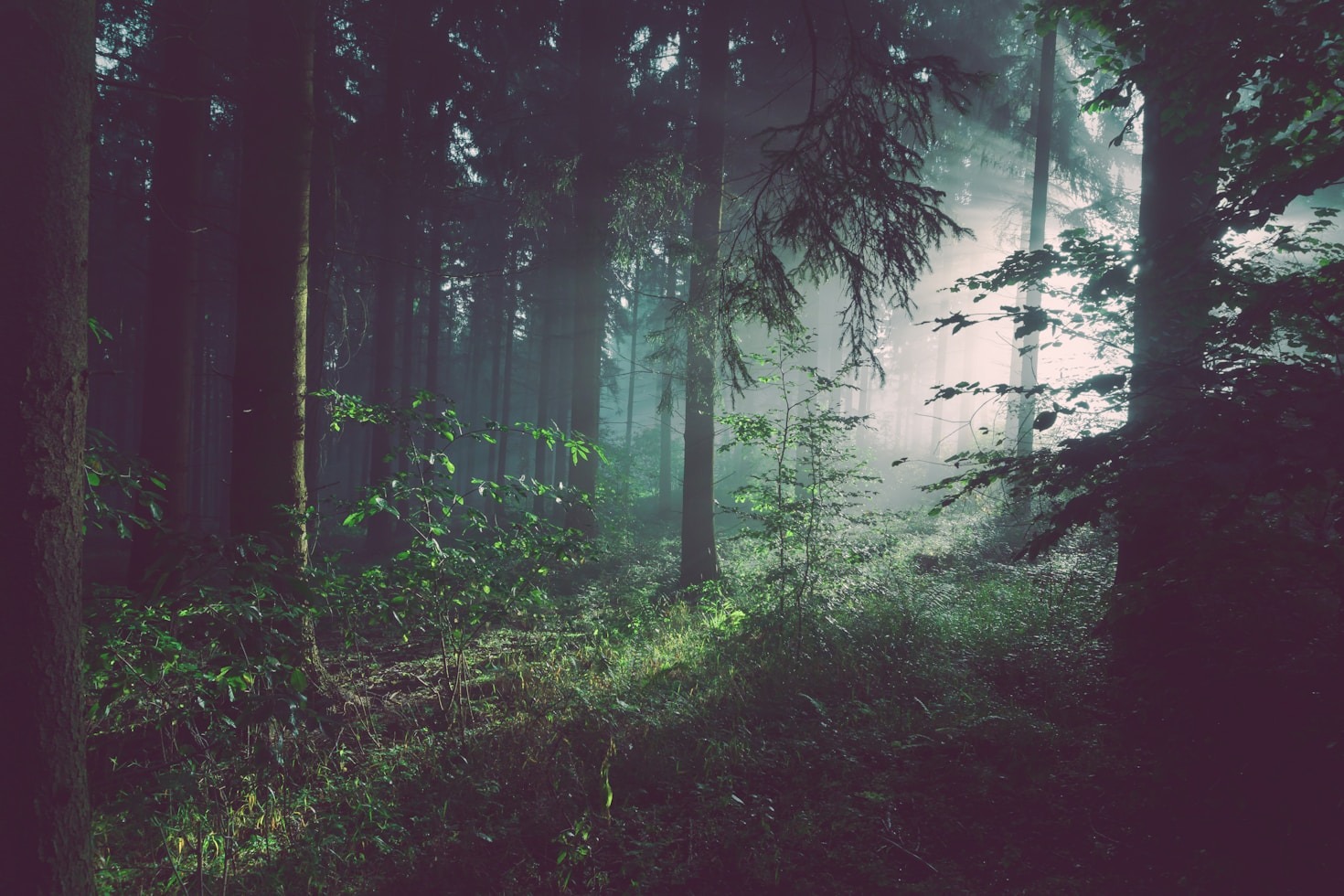 Top Strategies for Training Pets in Deepwoods