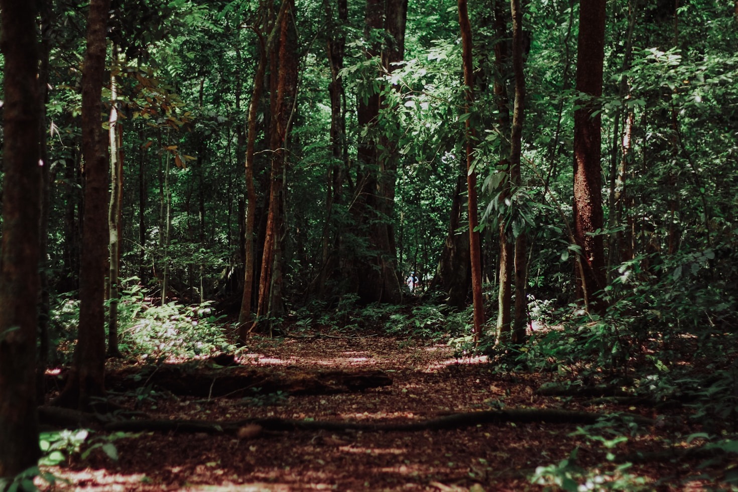 How to Gather Rare Items in the Ethereal Forest