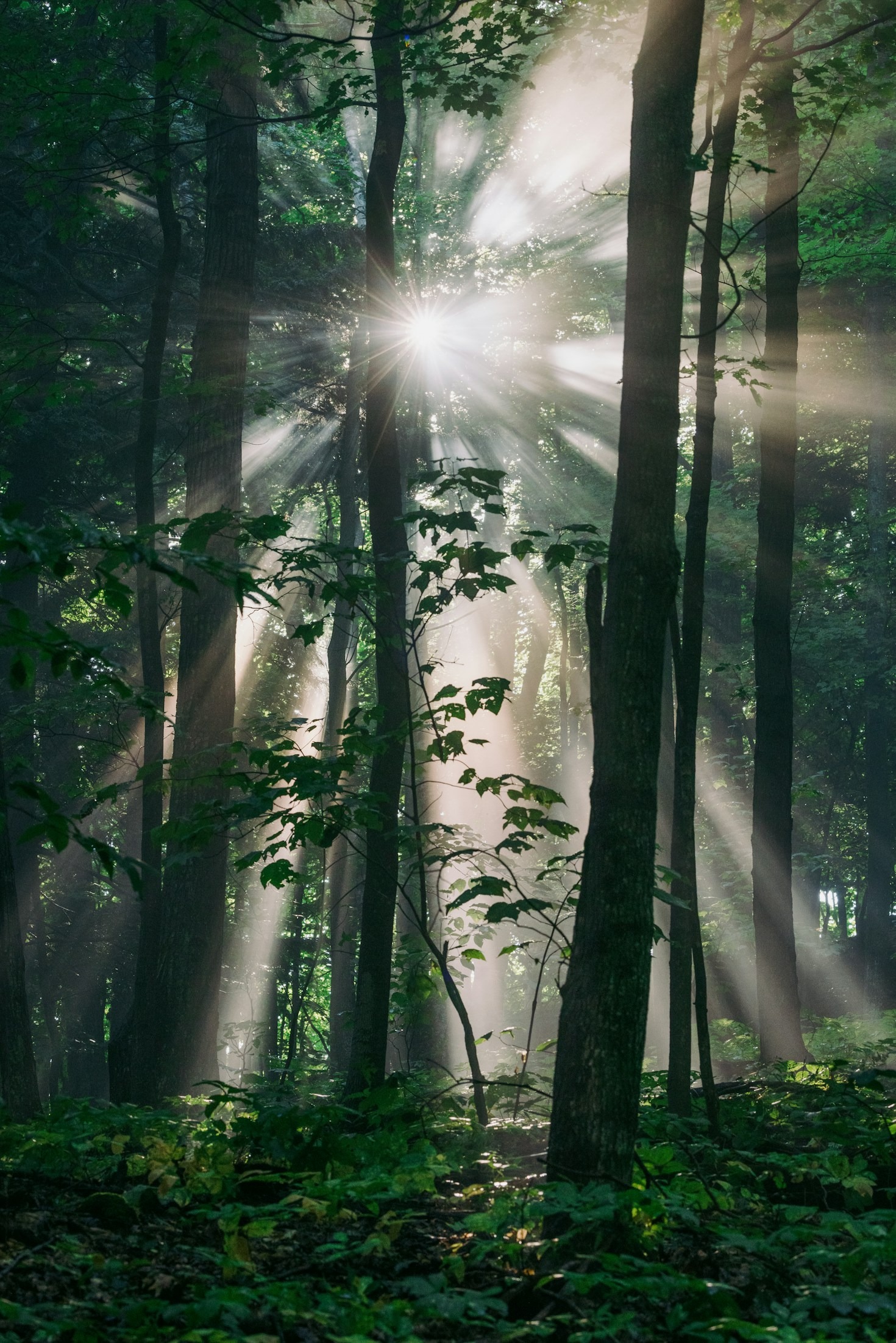Why Deepwoods Is the Ultimate Fantasy Adventure Game